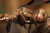 Common Whitetail - Female