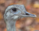 Greater Rhea