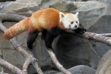 Red Panda