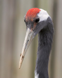 Red-crowned Crane