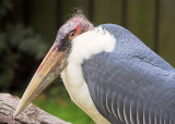 Marabou Stork