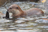 Asian Small-clawed Otter