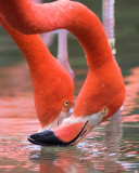 Caribbean Flamingo