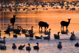 Sika Deer & Snow Geese at Sunset