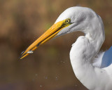 Egret gets Two!
