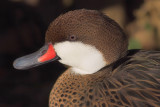 White-cheeked Pintail