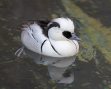 Smew