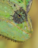 Veiled Chameleon Up Close