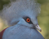 Western Crowned-Pigeon