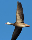 Goose from Underneath