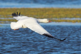 Goose Landing