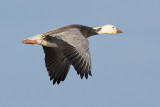 Goose Flight
