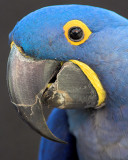Hyacinthine Macaw