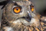 Eurasion Eagle-Owl