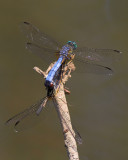 Blue Dashers Mating