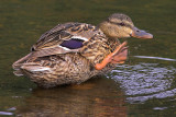 Friendly Duck!