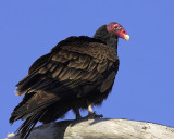 Watchful Vulture