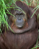 Friendly Orangutan