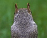 Squirrel Rear View