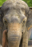 Elephant Thinking