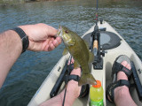 Smallmouth Bass from the Devils River
