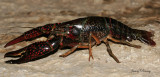 BIG Crayfish from the San Marcos River
