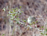 Female Ruby Crowned Kinglet