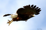 Harris Hawk