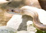 Bairds Rat Snake