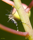 Yellow Fever Mosquito (Egyptian Tiger Mosquito) - Aedes aegypti