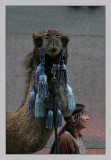 Camel surprise