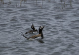 long-tailed ducks