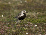 Black-bellied plover - female