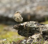 Northern Wheatear youngster