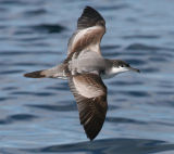 Bullers Shearwater