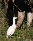 Cattle-Egret-in-Appropriate Habitat