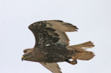 Dark-morph Ferruginous Hawk