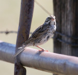 Just a Molting Savannah Sparrow