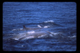 Bairds Beaked Whales