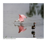 Roseate Spoonbill and duck