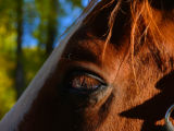 Red Eyelashes