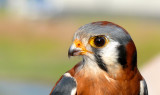 Kestrel Profile