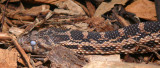 Snake Eye