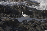 Silkeshger (Little Egret)