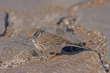 Kanariepiplrka (Berthelots Pipit)