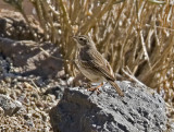 Kanariepiplrka (Berthelots Pipit)