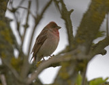 Rosenfink (Common Rosefinch)