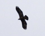 Kungsrn (Golden Eagle)