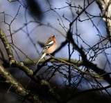 Bofink (Chaffinch)