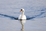 Knlsvan (Mute Swan)